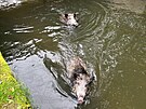 Hasii zachraovali ti kance z nhonu vodn elektrrny v Brandse nad Orlic....