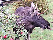 Policisté z Nýrska na umav vyjídli na oznámení, e na zahrad je los Emil a...