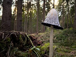 Sbohem léto, na fotce je hnojník obecný.