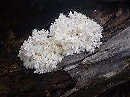 Korálovec bukový, pom�rn� vzácná houba