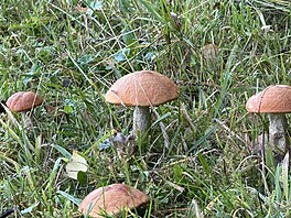 K�emená� osikový