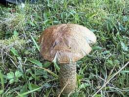 K�emená� b�ezový