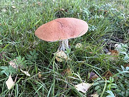 K�emená� osikový