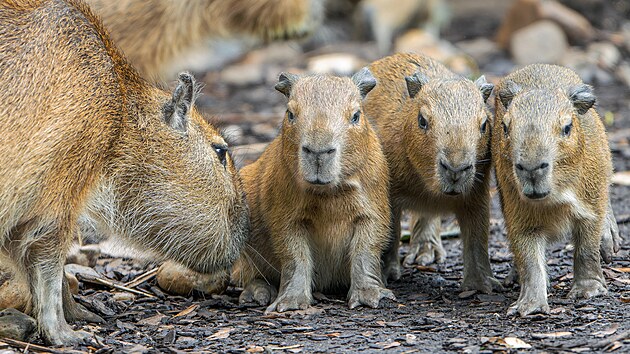 ml��ata kapybar 16. 9. 2025