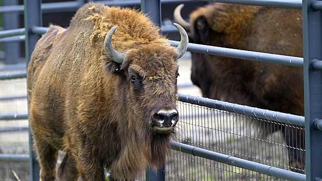 Pra�sk� zoo vypustila do v�b�hu v Doln�ch Po�ernic�ch zubry evropsk�. (10. ��jna 2025)