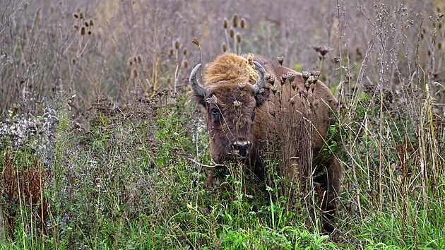 Pra�sk� zoo vypustila do v�b�hu v Doln�ch Po�ernic�ch zubry evropsk�. (10. ��jna 2025)