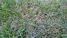 Typická dolarová skvrnitost