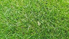 Tak vypadá fusáriová spála.