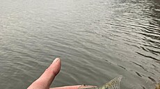 Miminko candáta obecného