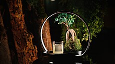 Lux pat�í mezi nejoblíben�j�í cocktaily Mirror Baru. Hosty láká nejen svým...