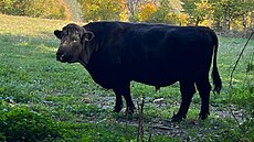 Býk Bohdan, který byl p�edlohou pro kovovou sochu v nad�ivotní velikosti od...