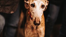 Známé tváe spojily síly, aby pomohly týraným chrtm ze panlska (14. záí...