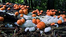 Houbová sezona zdaleka nekon�í. Odpovídá tomu i mapa výskytu hub �eského...