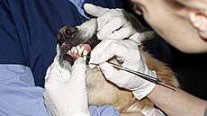 Odstranní zubního kamene radji nechte na veterinárním lékai.