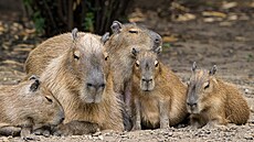 mláata kapybar 24. 9. 2024