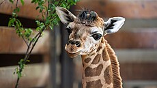 Ve dvorské zoo se narodilo mlád� �irafy Rothschildovy.