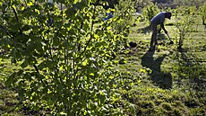 Vina�ství Jackson Family Wines v Santa Rose v Kalifornii (31. b�ezna 2017)