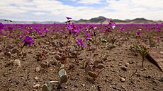 Rostlina Cistanthe (Calandrinia) longiscapa