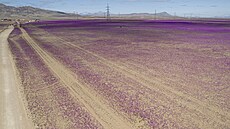 Rostlina Cistanthe (Calandrinia) longiscapa