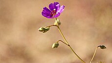 Rostlina Cistanthe (Calandrinia) longiscapa