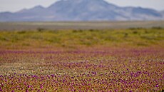 Rostlina Cistanthe (Calandrinia) longiscapa