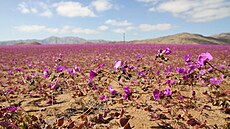 Rostlina Cistanthe (Calandrinia) longiscapa