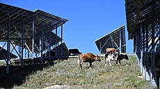 Dobytek pod solárními panely na Tibetské náhorní plo�in� (14. zá�í 2025)