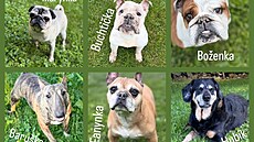 Psí sme�ka Jana Musila a Jakuba Bialého