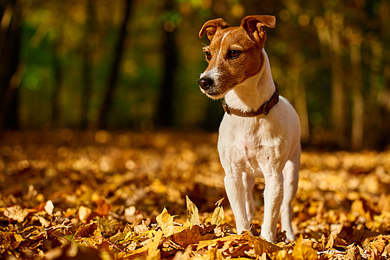 Dejte hlas svým favoritm v listopadovém fotoduelu o nejroztomilejí mazlíky. Ceny jsou lákavé.