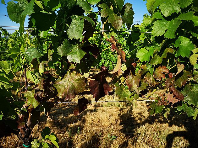 Odumírání a podvinování list vinné révy pi napadení agresivní chorobou známou...