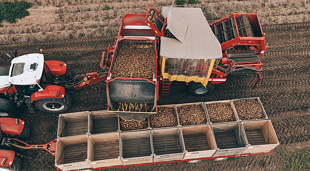 Ročně až tři tisíce tun brambor. Rodinná farma vsadila na netypické plodiny