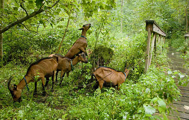 Pastva koz v NPP Peklo