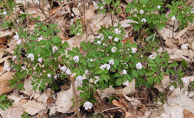 Roste tu kyčelnice či zapalice. Český ráj se pyšní další přírodní rezervací