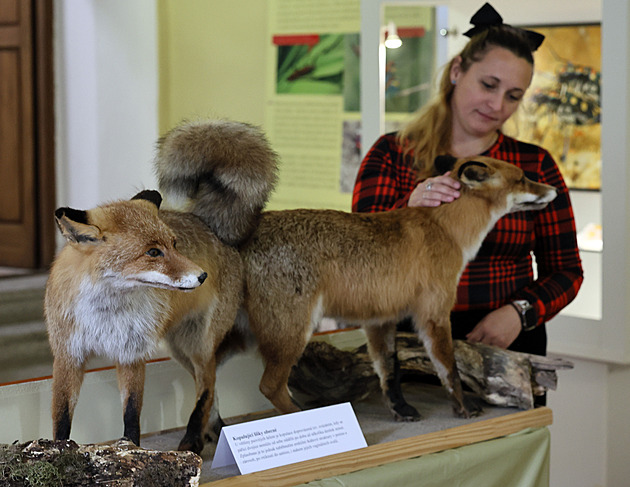 Instalace výstavy Milování v pírod: prvodce intimním ivotem zvíat.