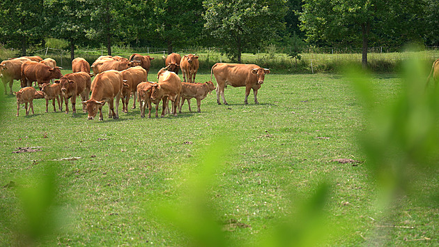 Příběh biofarmy, kde nic není zbytečné a všechno má svůj důvod