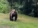 Na Hranicku se podle svdk potulovala medvdice s mldtem