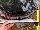 Rybi ve Slezsku pokoili svtov rekord. Vythli sumce o dlce 292 centimetr