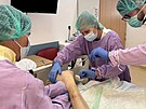 V pelhimovsk nemocnici m kemp medik u letitou tradici. Pi letonm ptm...
