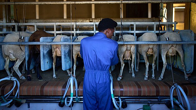 V zapadlých španělských vesnicích, které sužuje vylidňování, se pastevectví stává zapomenutým řemeslem. Tento historický způsob života spojený například s chovem ovcí a výrobou ceněného španělského ovčího sýra, aktuálně přebírají především migranti. Vláda jim poskytuje poskytuje podporu, aby pastevectví udržela při životě.