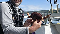 Nkdy se nechtn uloví i krab. Ten el zpt do vody.