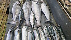 Sbírka norských úlovk