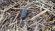 Fotky medvdího trusu a medvdích stop ze piek na Hranicku. Stopa nalezená na...