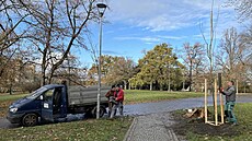 Výsadba strom v metropoli