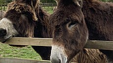 Oba rekordmani �ijí spolu, tráví dny na pastvinách, papají mrkev, su�enky a...