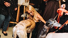 Známé tváe spojily síly, aby pomohly týraným chrtm ze panlska (14. záí...