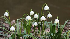 Bledule jarní v NPP Peklo u eské Lípy