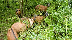 Pastva koz v NPP Peklo