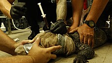 Jeden z celkem p�ti aligátor� �ínských, které nyní chová jihlavská zoologická...