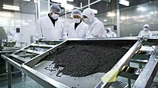 Jikry z jesetera v závod� spole�nosti Kaluga Queen v �chü-�ou v �ínské...