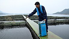 Krmení jeseter� na rybí farm� provozované �ínskou  spole�ností Kaluga Queen u...